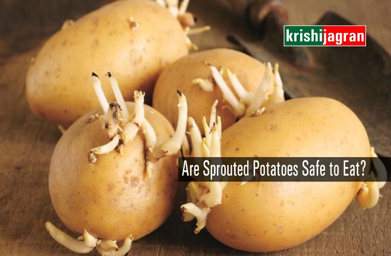 Is It Safe To Eat Sprouted Potatoes And How To Prevent It From