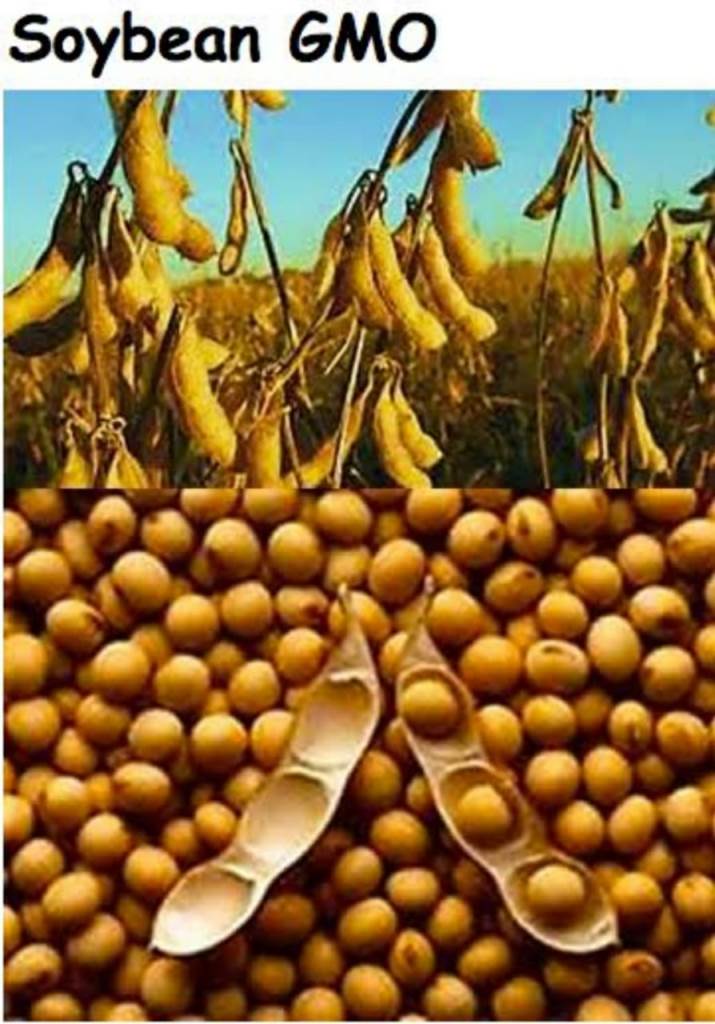genetically modified soybeans process