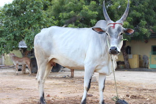 Pick, among these INDIAN DRAUGHT BREED Cattles