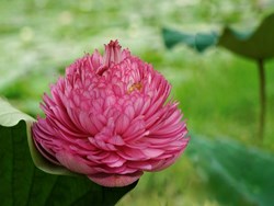 A Rare 1000 petal Lotus blooms in Kerala; Read Inside to know more