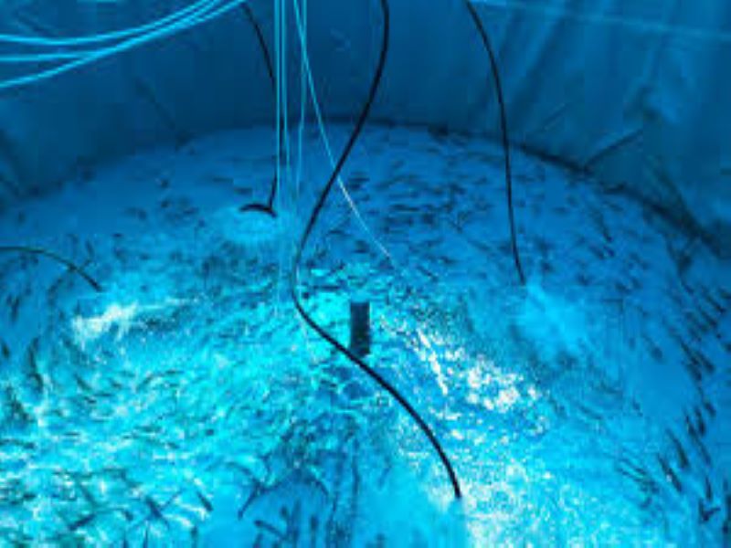 Biofloc Tank and Mini Polyhouse for Huge Profit throughout the year & Self Sustainability