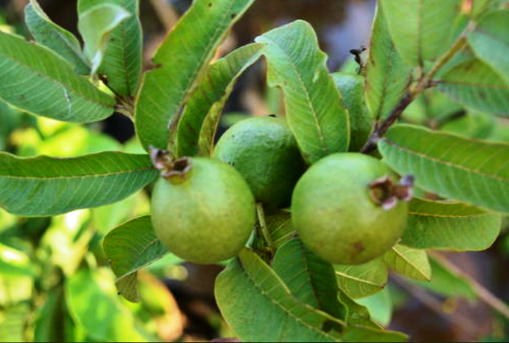 Guava wilt- A challenge in Plant Pathology