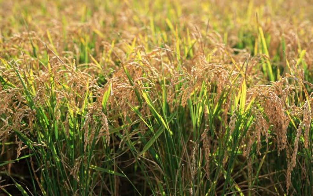 PM Fasal Bima Yojana: 20 lakh Farmers will get Rs. 4,688 crore under PMFBY by November; Register Now, Direct Link to Apply Inside