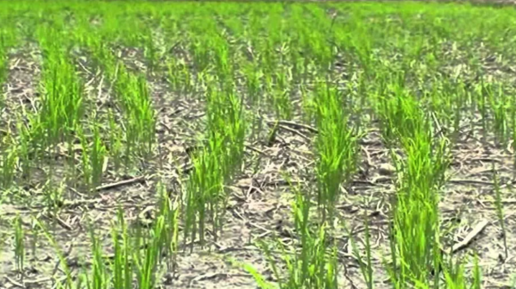 Direct Seeded Rice (DSR): A Solution to Stubble Burning, Water Scarcity &amp;amp;  Agriculture Expenses