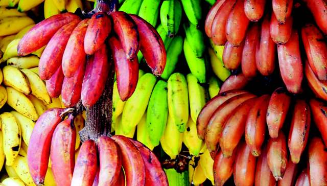 300 Banana Varieties Which One To Choose