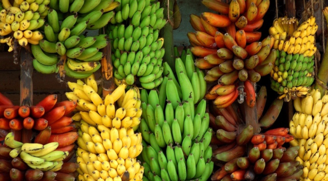 300 Banana Varieties : Which One To Choose