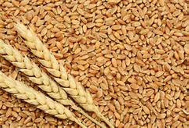 food grains grown in india