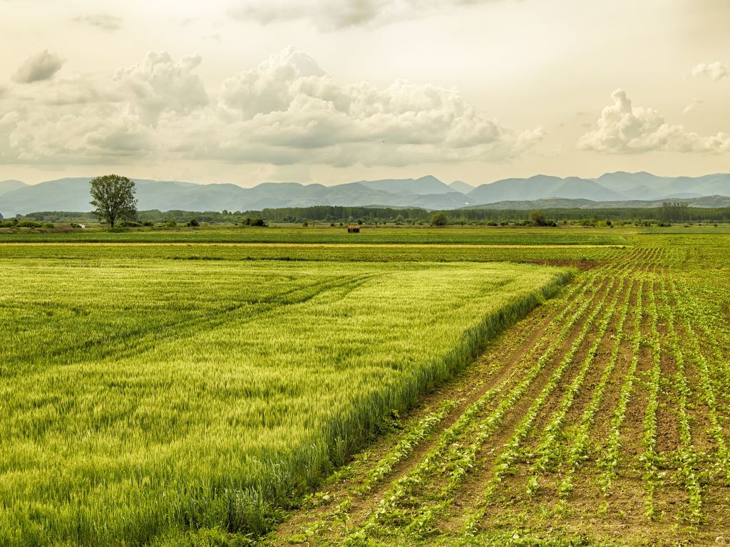 Crop Diversification Way To Improve Farmers Livelihood