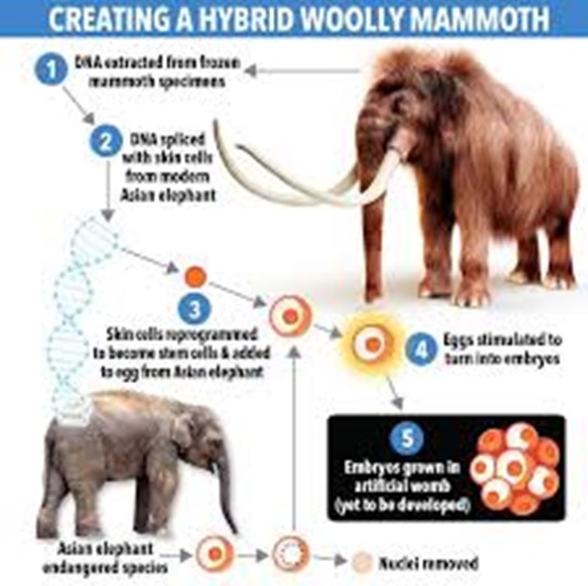 Hybrid Elephant-Mammoth with Reduced and without Tusks