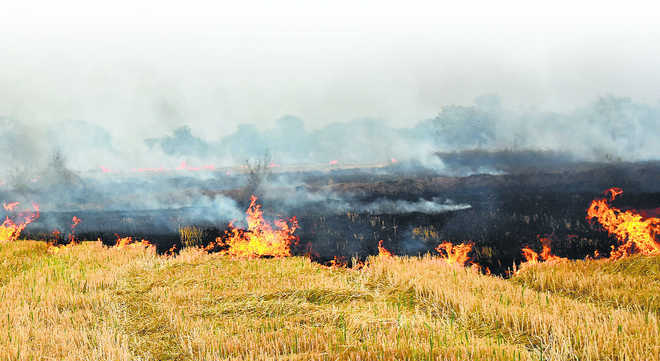 stubble-burning-some-sustainable-management-practices-to-overcome