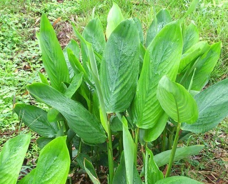 the different types of arrowroot plant