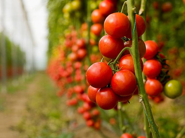 PROTECTED CULTIVATION OF TOMATO