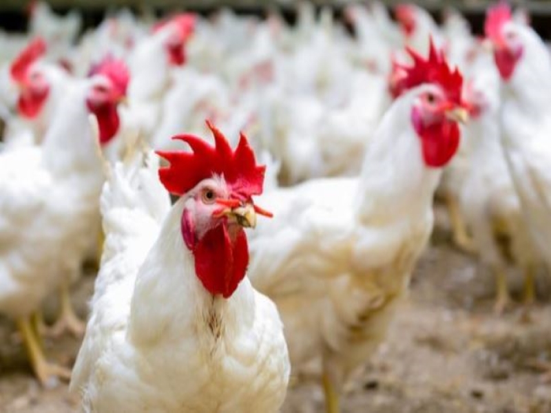 Newcastle Disease of Poultry – An Overview