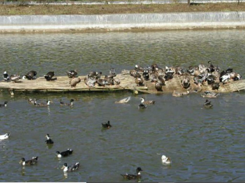 integrated-fish-farming-fish-cum-duck-farming