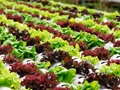 A Success Story-cum-business Idea To Earn 300 Crores With Smart Hydroponic Farming Model