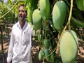 This Maharashtra Farmer is Earning Rs 6 Lakh per Acre Using This New Mango Farming Technique