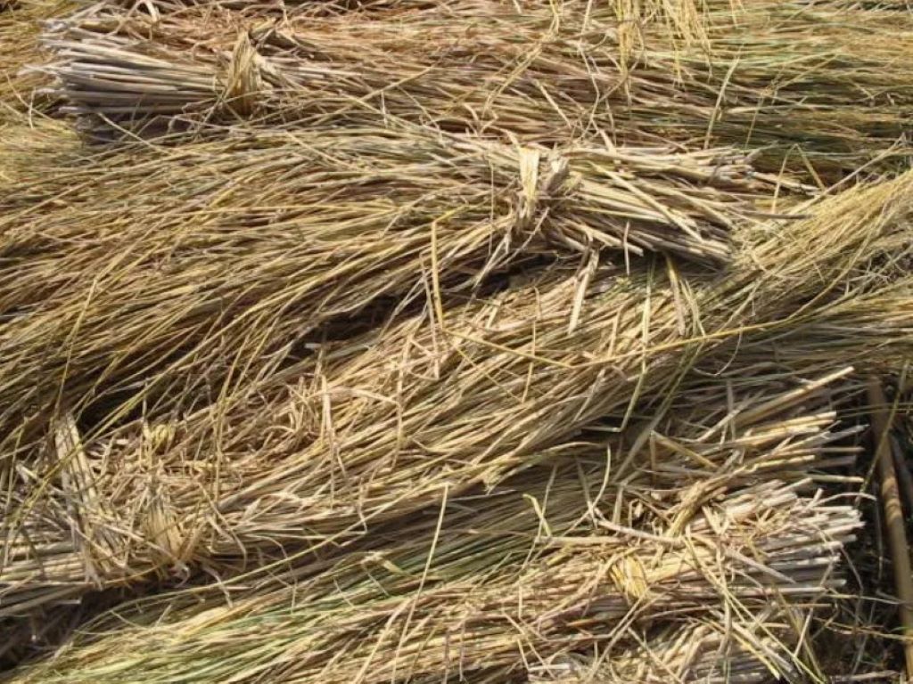 Management of Rice Straw by Use of Cleaner Technologies - Vimarsana News
