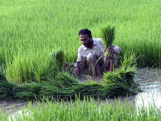 Telangana Farmers To Get Crop Insurance Starting Khareef Season
