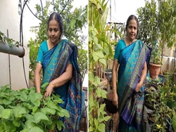 From Spinach in PVC Pipes to Strawberries in Bottles, Woman Grows 1 Kg Vegetables Daily at Home