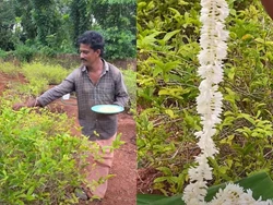 Kerela Farmer Grows GI-Tagged Jasmine ‘Udupi Mallige’, Shares His Success Story 