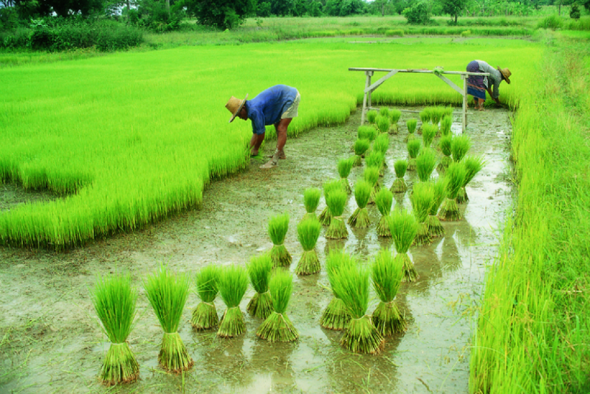 Agriculture Sector Needs to be Strengthened for Climate Resilience