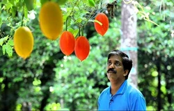 Kerala Man Earns Lakhs from Seeds of ‘Fruit of Heaven’, Shares Cultivation Tips  