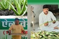How This Chai-Wala Turned His Fortune by Adopting Aloe Vera Farming, Now Earns in Lakhs 