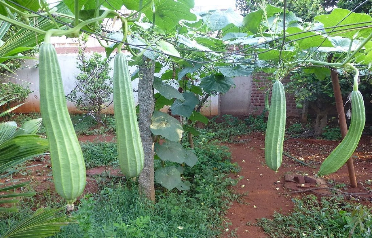 Ridge gourd is a mainstay in Asian cooking because it is full of vitamins and minerals
