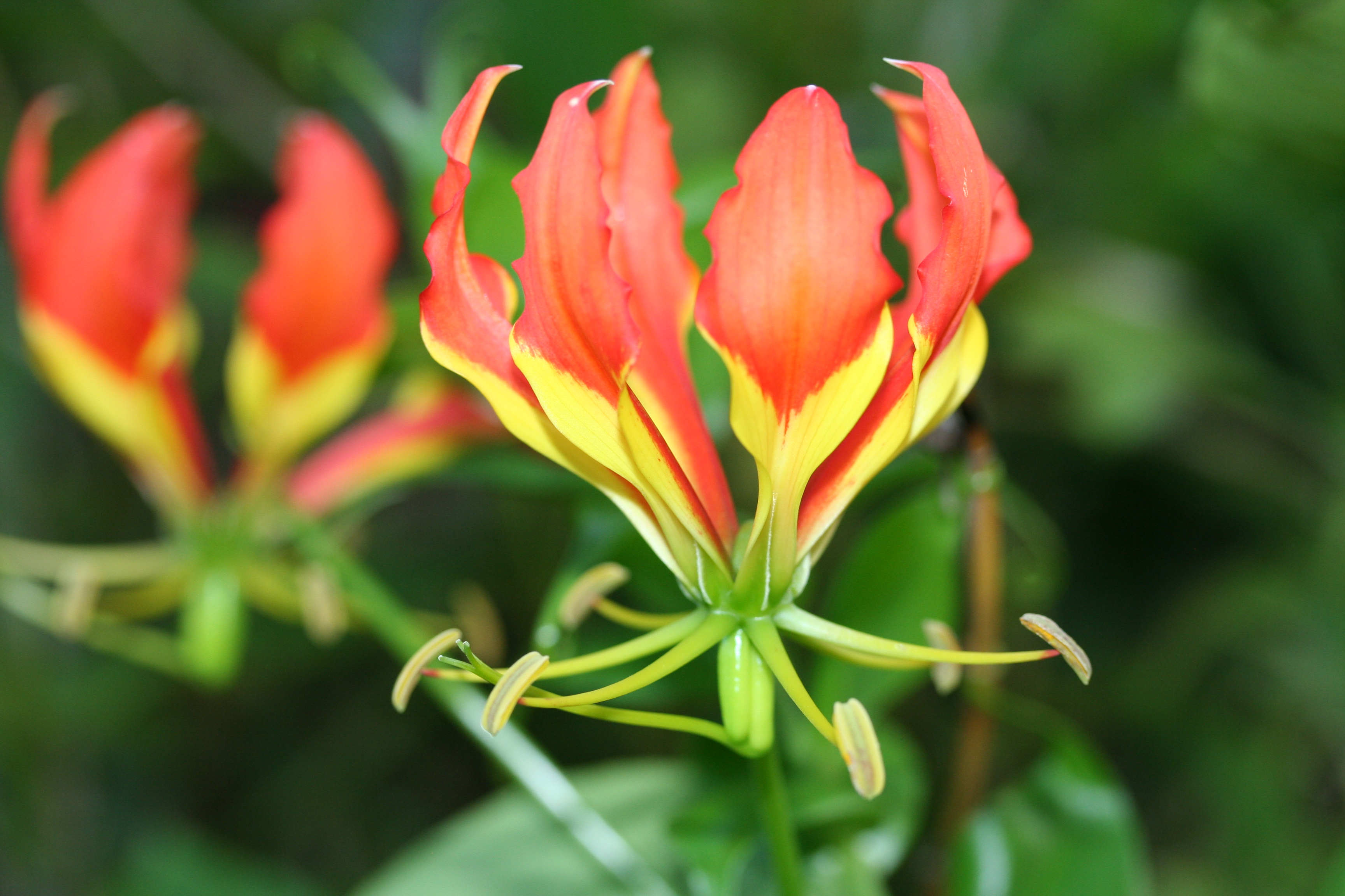 weeds-as-medicinal-plant