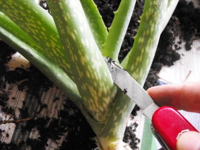 How To Start Aloe Vera Cultivation