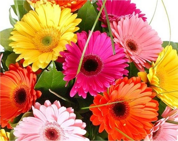 Get High Returns With Proper Gerbera Flower Cultivation