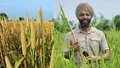 Singh is King: Punjab Farmer Exports Millets Globally Worth Rs 38 Lakh