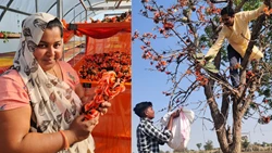 Why You Should Switch to Celebrating Holi 2024 with Tesu Flowers