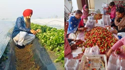  Punjab Farmer Earns Rs 5 Lakh from Strawberries, Encourages Youth to Make it in India