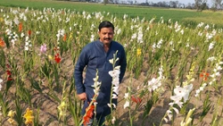 Farmer from Lakhimpur Grows ‘Videshi Phool’ and Reaps Significant Monetary Benefits, Click to Know More!
