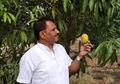 ‘Ek Laksh Aam Vruksh’: Mahadev Gomare and The Art of Living Revitalize Maharashtra's Mango Legacy Through Sustainable Farming in Latur