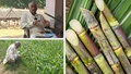 This Haryana Farmer is Transforming Sugarcane Cultivation via Innovative Practices!