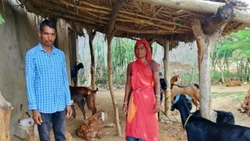 Struggling Goatherd to Thriving Farmer: Bharat Daliya Nnama's Journey to Prosperity through Advanced Goat Rearing